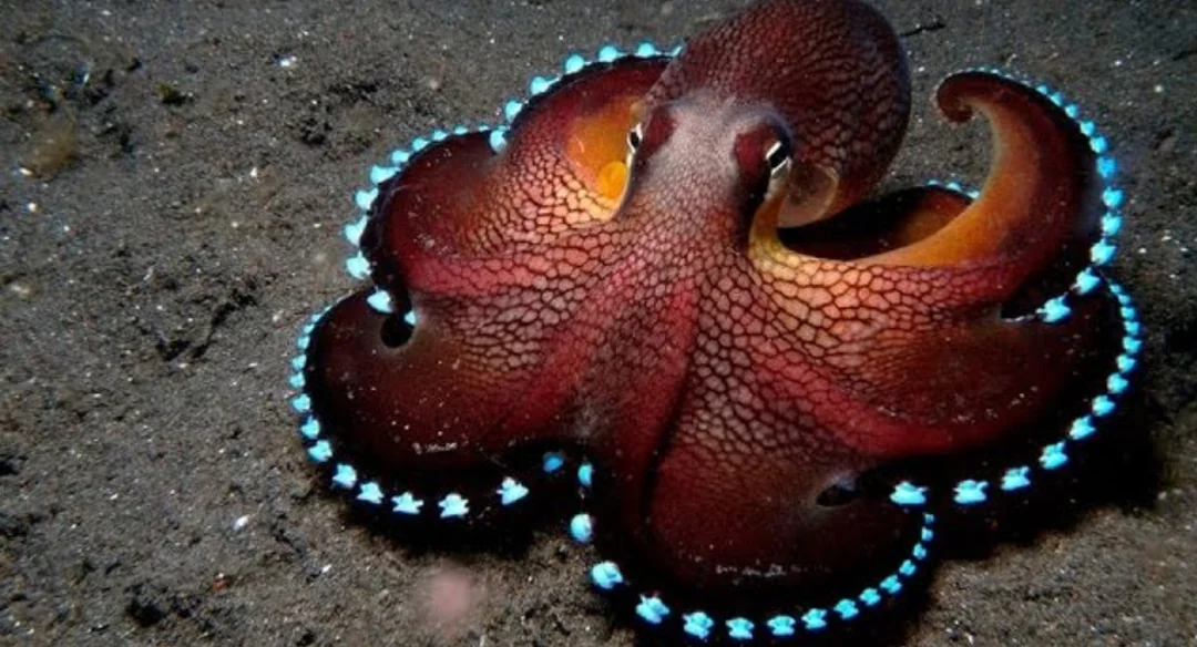 A vibrant octopus with reddish-brown skin and glowing blue spots along its arms rests on the sandy ocean floor.