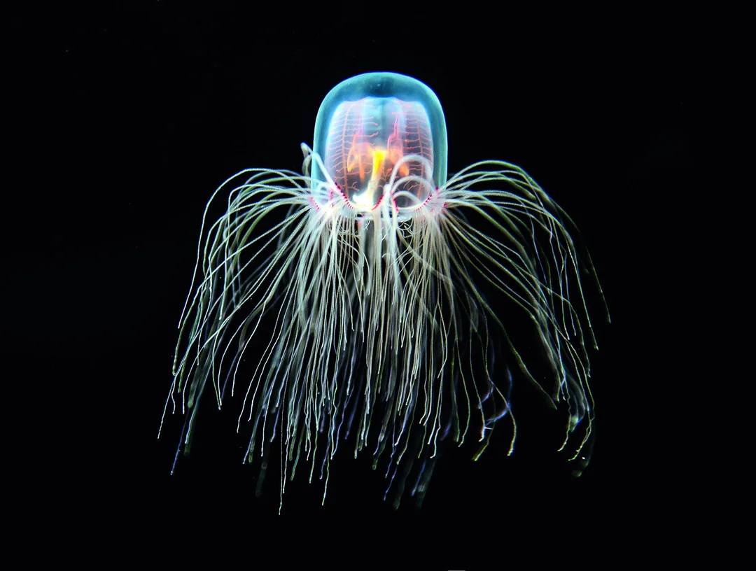 A glowing, translucent jellyfish with long, thin tentacles extends gracefully against a black background, showcasing its delicate, umbrella-shaped body and colorful internal structures.