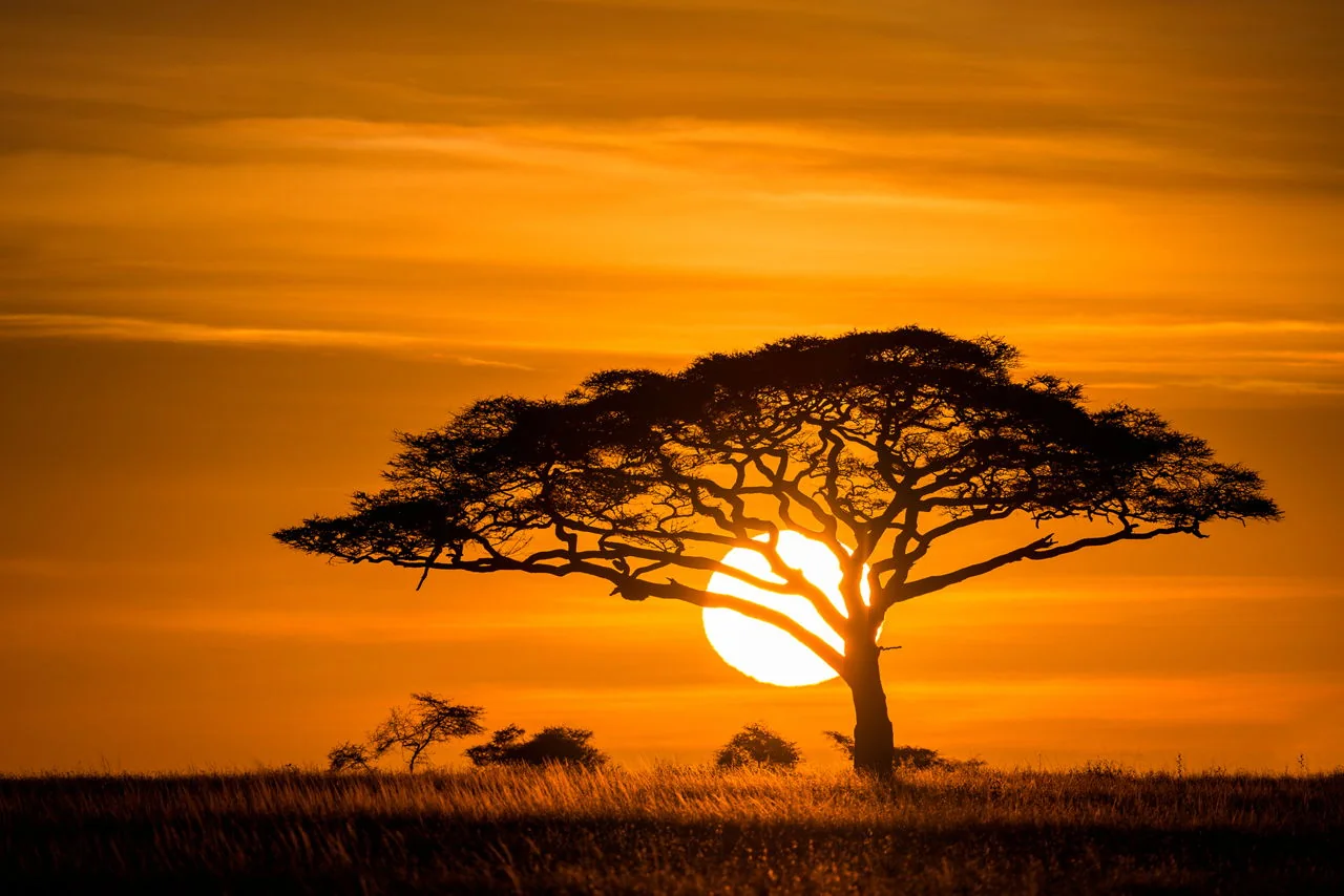 Silhouette of an acacia tree in a grassy savanna at sunset, with the sun setting behind the tree and the sky glowing in warm orange and yellow hues.