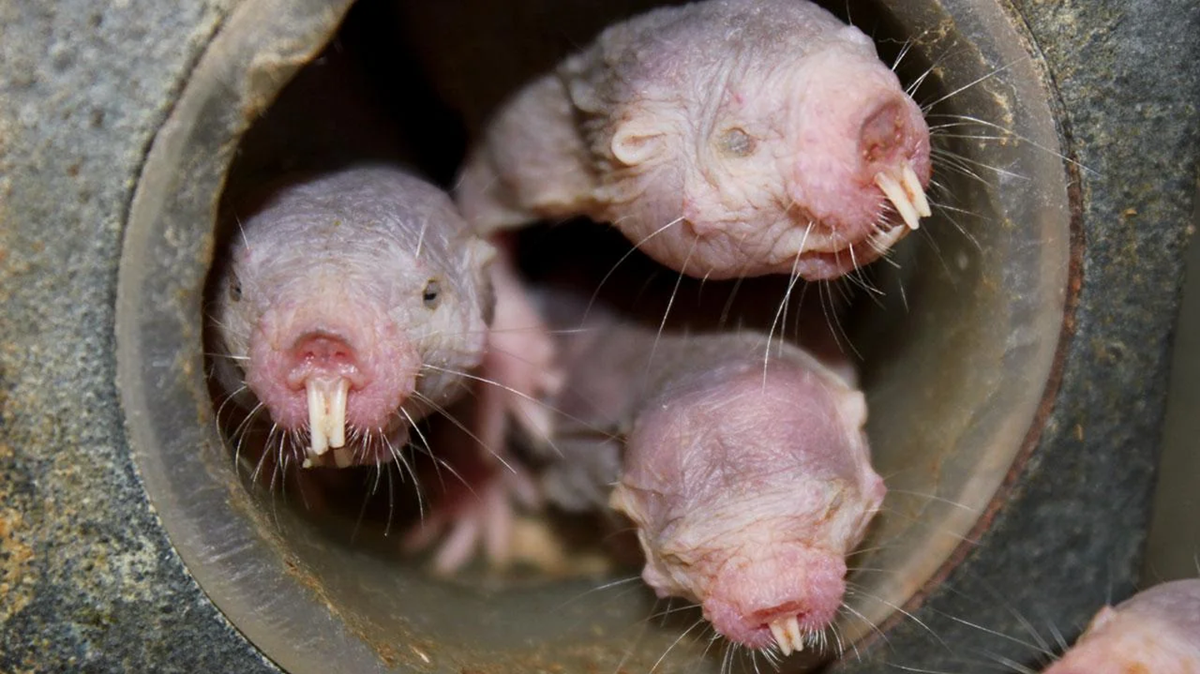 Three naked mole rats with wrinkled, pinkish skin and prominent teeth are emerging from a tunnel or pipe, looking out from the circular opening.