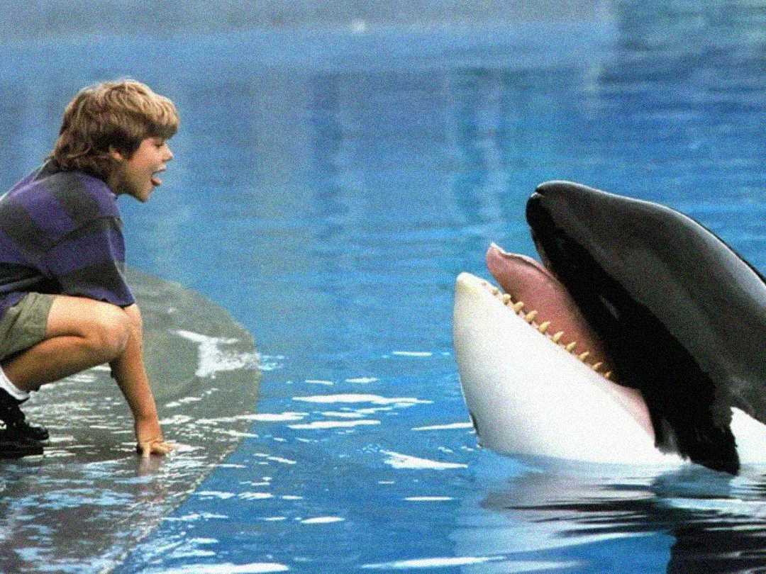 A young boy crouches by the edge of a pool, smiling and facing an orca with its mouth open, both appearing playful and engaged with each other.