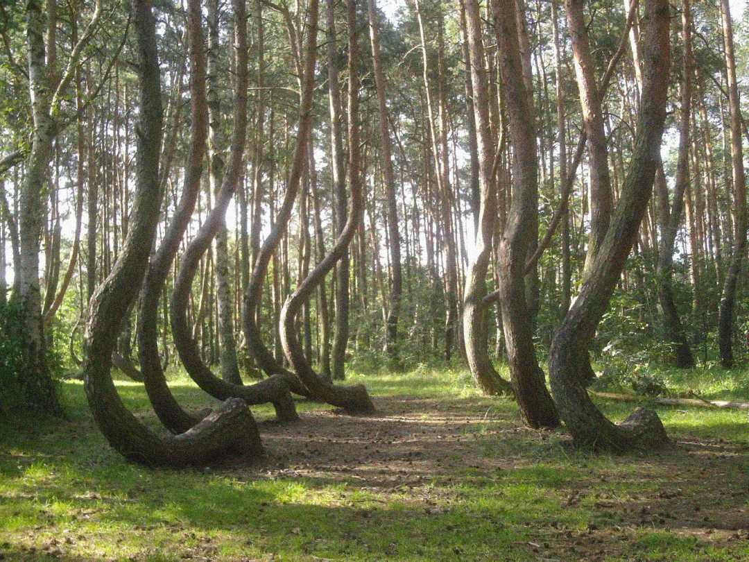 A cluster of pine trees in a forest with trunks that curve sharply at the base before growing upright, creating a distinctive, hooked shape. Sunlight filters through the trees, illuminating the forest floor.