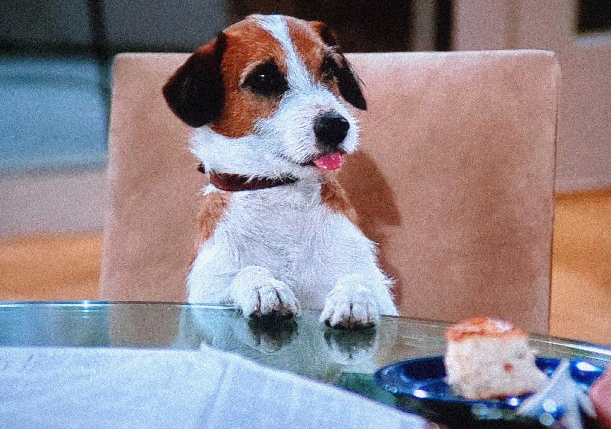 A brown and white dog with a collar sits at a glass table, resting its front paws on the edge and sticking its tongue out. A small piece of cake is on a plate in front of the dog.