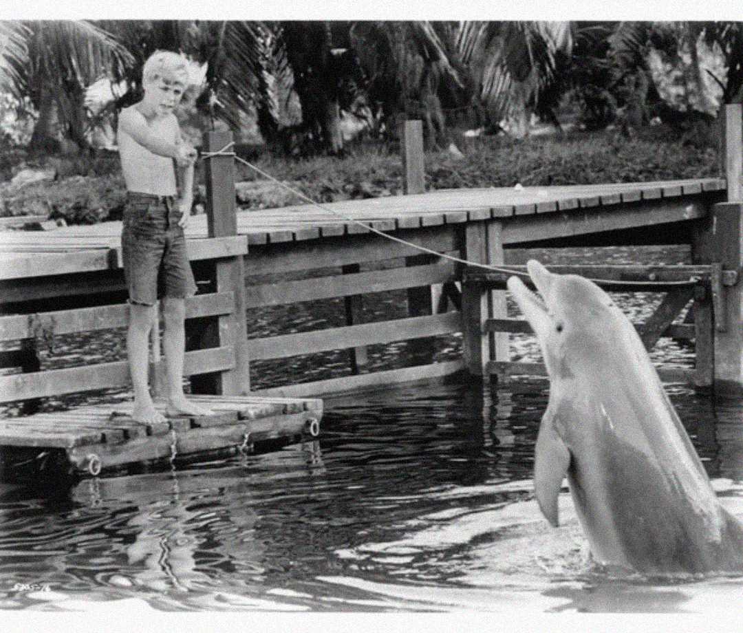 A young boy in shorts stands on a dock holding a rope attached to a dolphin, which is upright in the water with its mouth open. Palm trees and wooden railings are visible in the background.