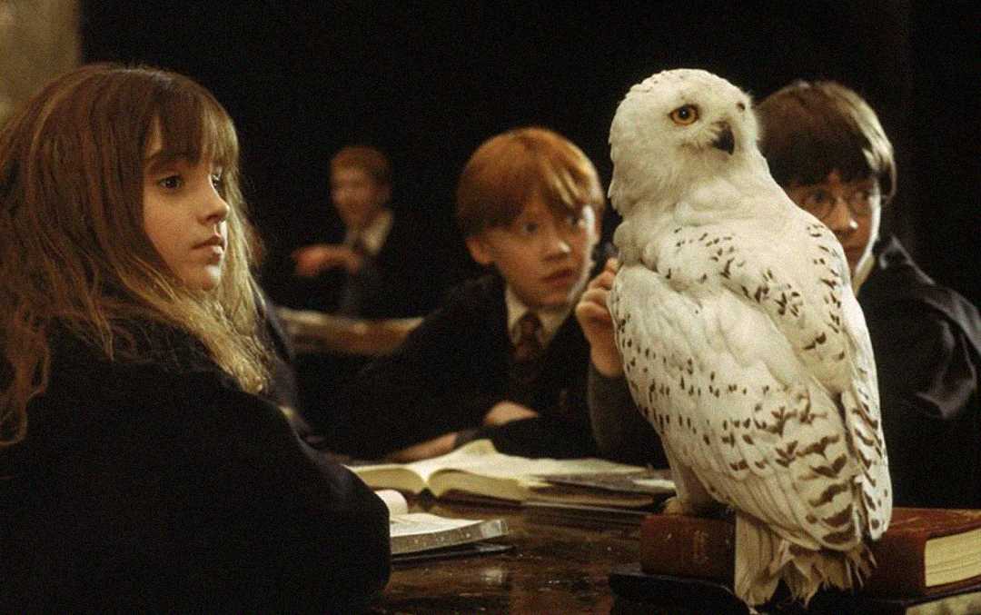 Three children in black robes sit at a table with open books, looking at a white owl perched nearby. The background is dark, and the scene suggests a classroom setting.
