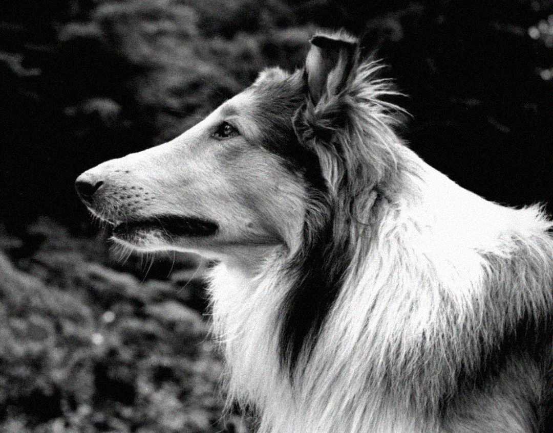 Black and white photo of a long-haired dog, possibly a Collie, shown in profile with a calm expression, facing left against a blurred outdoor background.