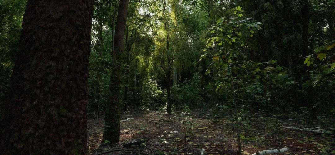 Dense forest scene with sunlight filtering through the tall, leafy trees. The forest floor is covered in scattered leaves and patches of light, creating a serene, natural atmosphere.
