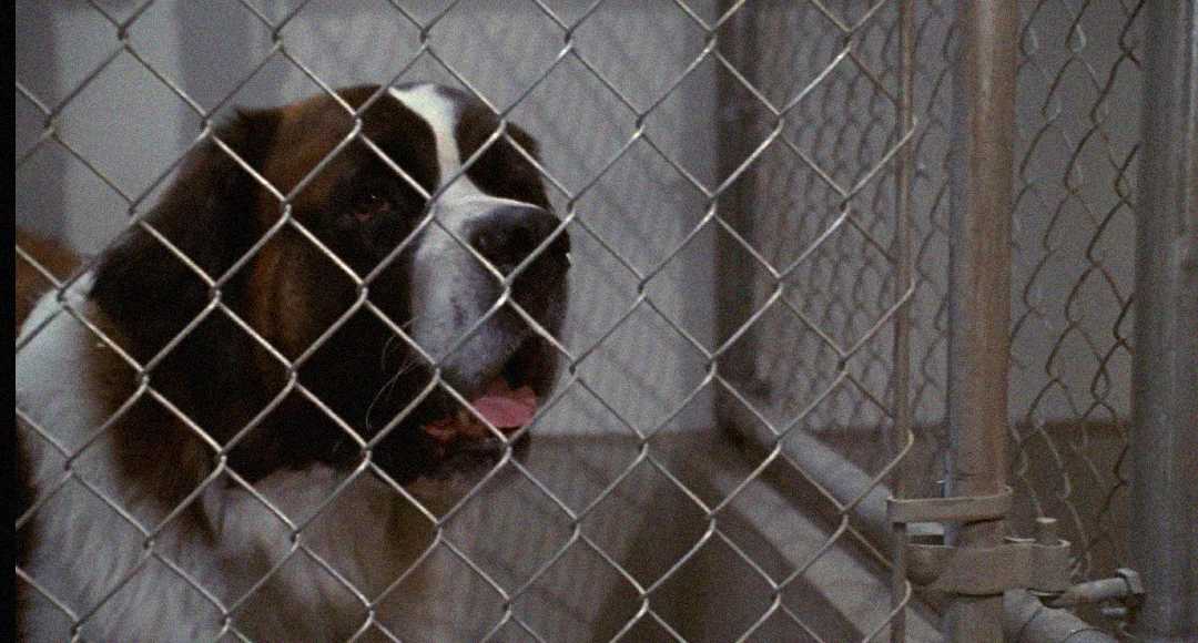 A large St. Bernard dog sits behind a chain-link fence inside a kennel, looking out with its mouth slightly open. The scene suggests the dog is in an animal shelter or a veterinary facility.