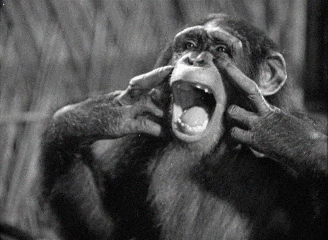 A chimpanzee with its mouth wide open holds its hands to its face, appearing to shout or express surprise. The background is blurry, suggesting an outdoor or natural setting.