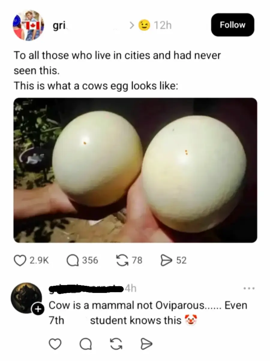 A social media post shows someone holding two large round objects resembling eggs, with a caption jokingly calling them "cow eggs." A reply corrects this, stating cows are mammals and don’t lay eggs.