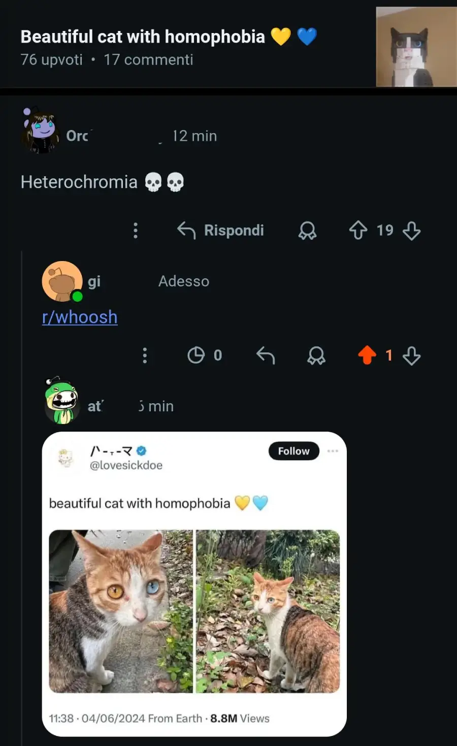 A Reddit post shows a cat with heterochromia (one blue and one yellow eye) in two outdoor photos. Text above reads "Beautiful cat with homophobia 💛💙" and users comment below, referencing the meme.