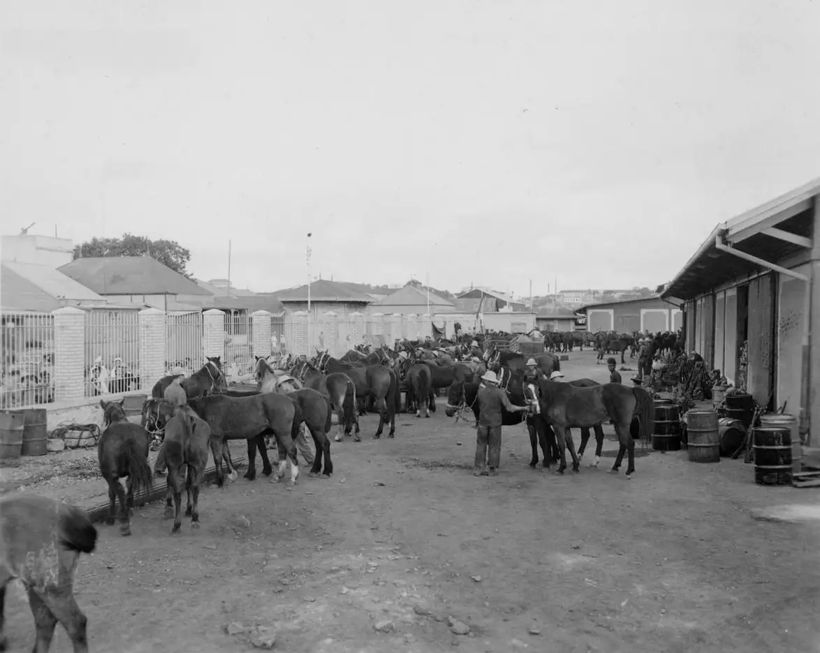 Black and white photo of people standing and walking among many horses in a large outdoor area near fenced buildings and storage barrels, possibly at a stable or livestock market.