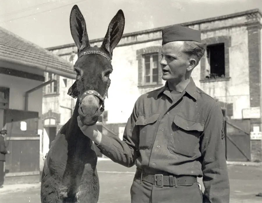 A soldier in uniform stands outdoors, gently holding the neck of a donkey. The background features old buildings with open windows and doors.