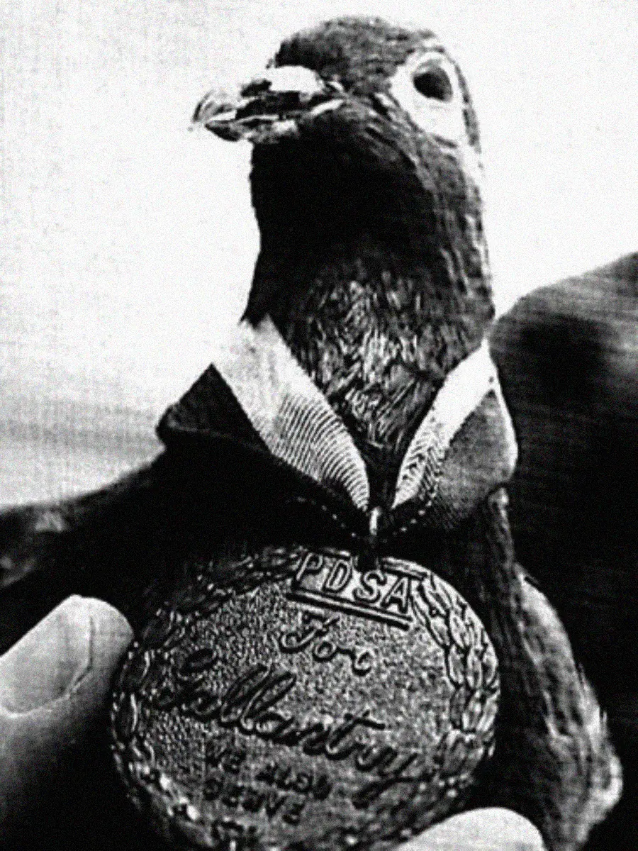 Black and white photo of a pigeon wearing a medal around its neck. The medal reads "PDSA For Gallantry We Also Serve," and a hand is gently holding the pigeon from below.