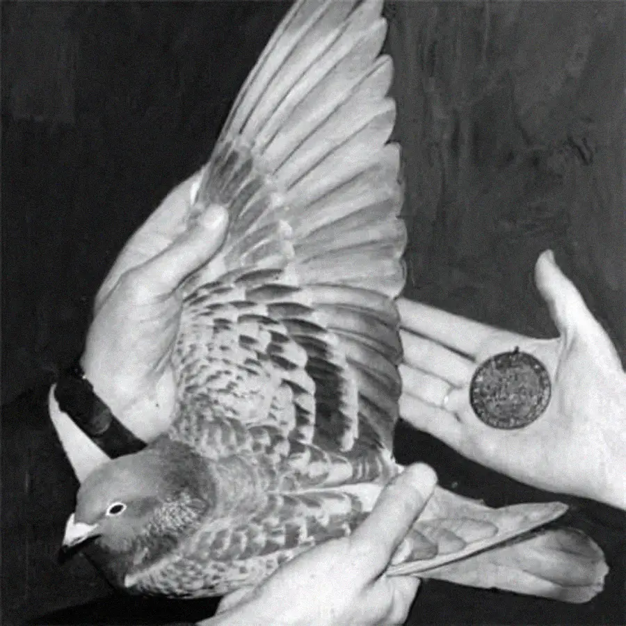 A person holds a pigeon with wings spread while another hand displays a medal, against a dark background.