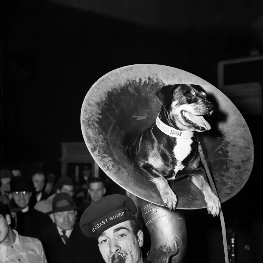 A man in a Coast Guard hat plays a sousaphone, while a happy dog sits comfortably inside the instrument’s bell. A crowd of people in hats watches in the background.