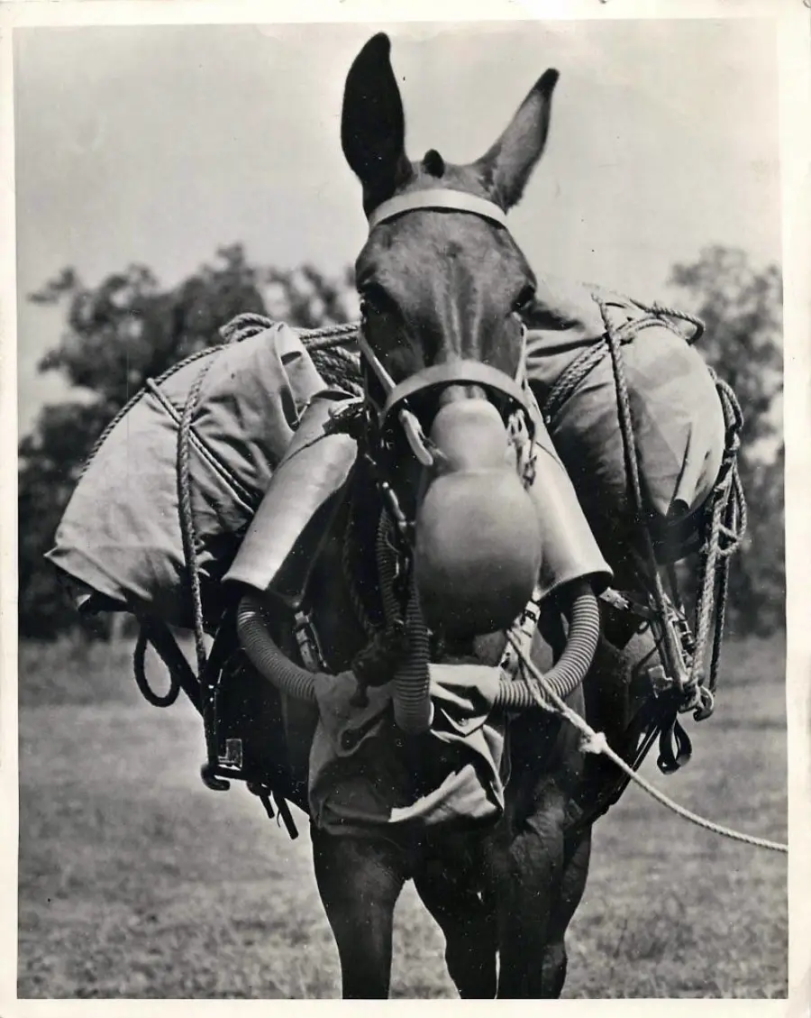 A loaded mule stands on grass, equipped with bulky military packs, metal canisters, and a gas mask covering its nose and mouth. Trees are blurred in the background.