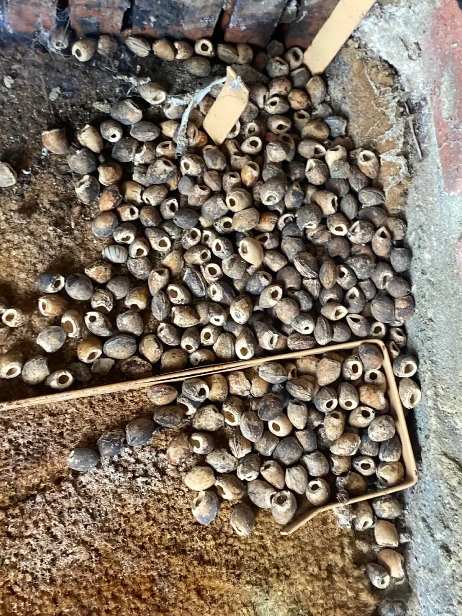A pile of acorns, many with holes in them, scattered on a rough floor next to bricks and wooden sticks, suggesting they were stored or eaten by small animals or insects.