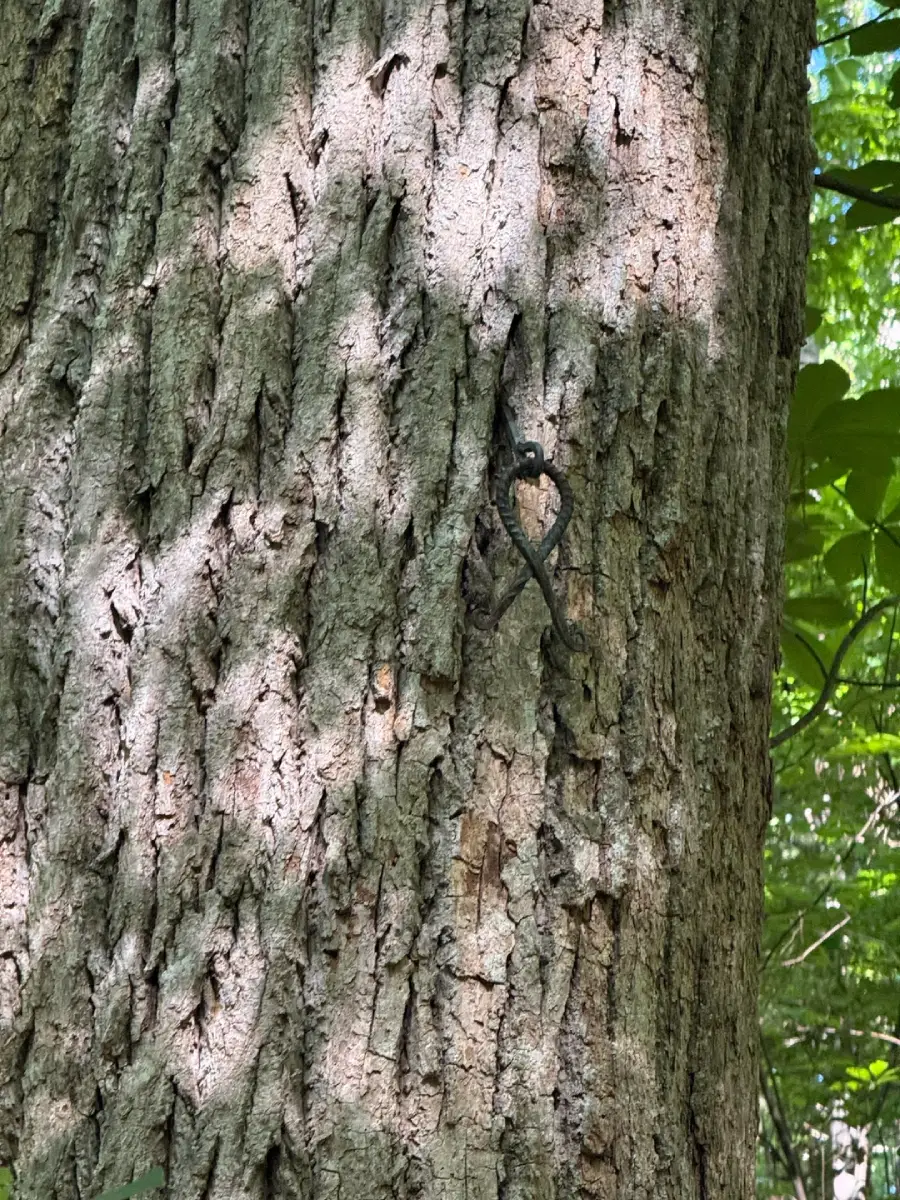 A tree trunk with rough, textured bark. A small metal hook in the shape of a heart is attached to the trunk. Sunlight and leaves create dappled shadows on the tree. Lush green foliage is visible in the background.