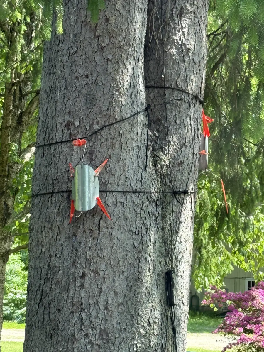 A metal object with orange ribbons is attached to a large tree trunk using black cords. Bright sunlight illuminates the scene, and there are green trees and pink flowers in the background.