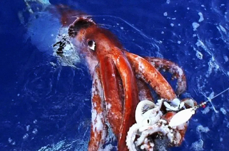 A giant squid with reddish skin and long tentacles floats near the ocean surface, partially submerged in deep blue water, as it is caught with a fishing line.