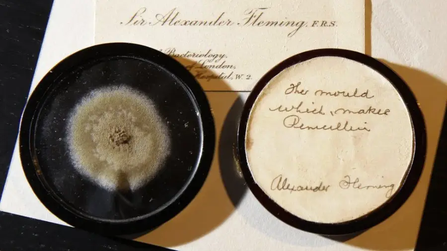 A petri dish with mold is shown next to a handwritten label reading “The mould which makes penicillin. Alexander Fleming,” with a business card for Sir Alexander Fleming in the background.