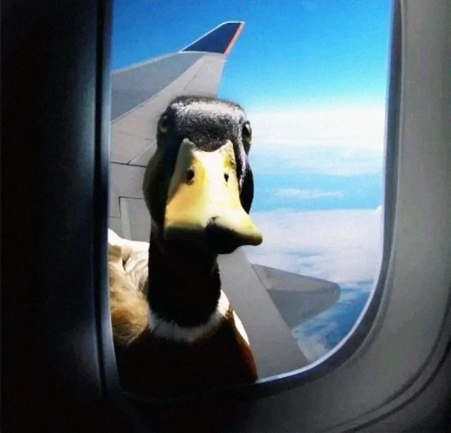 A duck is looking into an airplane window from outside, with the plane's wing and a bright blue sky visible in the background.