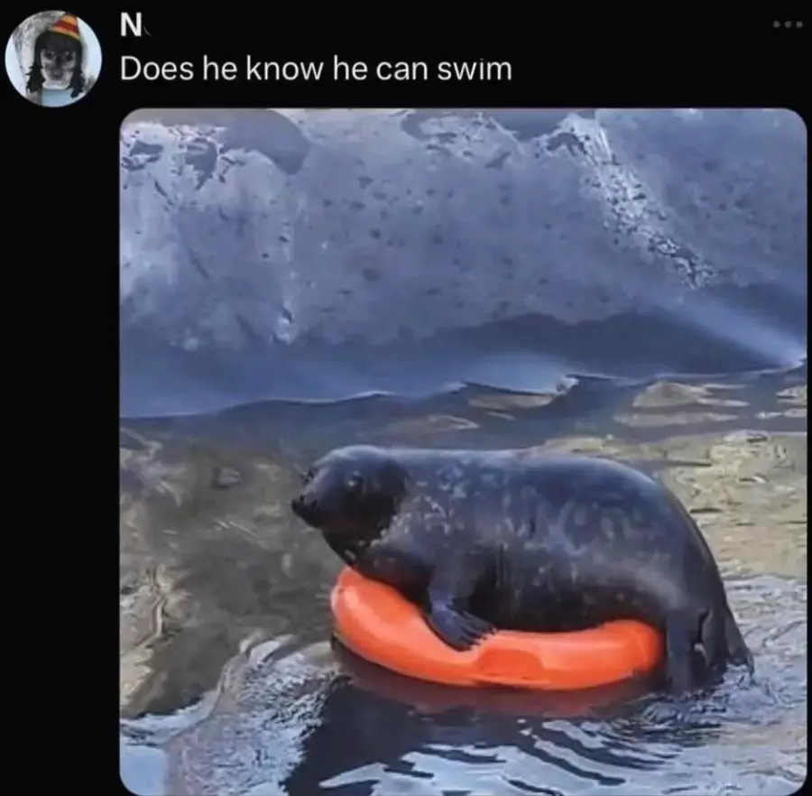 A seal is sitting on an orange float ring in the water, appearing relaxed, with rocks and water surrounding it. The caption above reads, "Does he know he can swim.