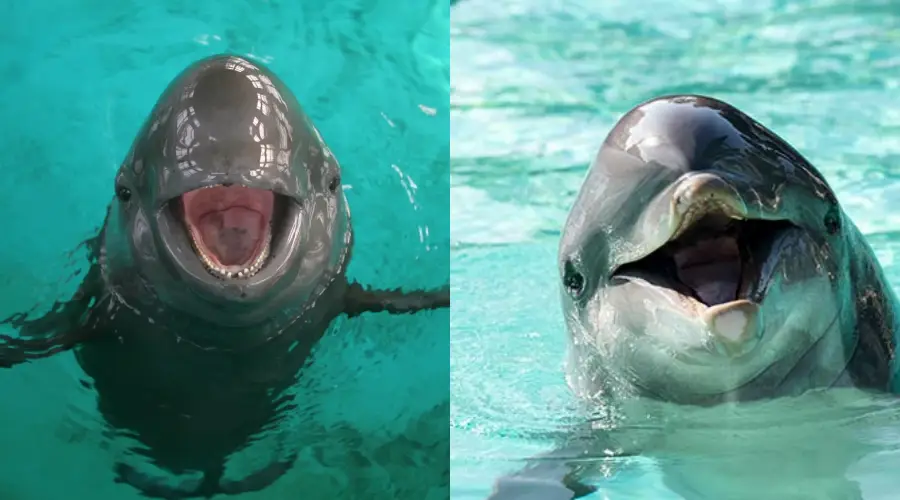 Two aquatic animals in clear blue water: on the left, a smiling finless porpoise; on the right, a smiling bottlenose dolphin. Both have their mouths open, appearing to "smile" at the camera.