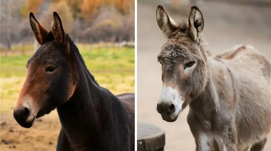 Side-by-side comparison of a mule on the left, with a darker coat, and a donkey on the right, with a lighter, shaggier coat. Both animals have upright ears and are outdoors.