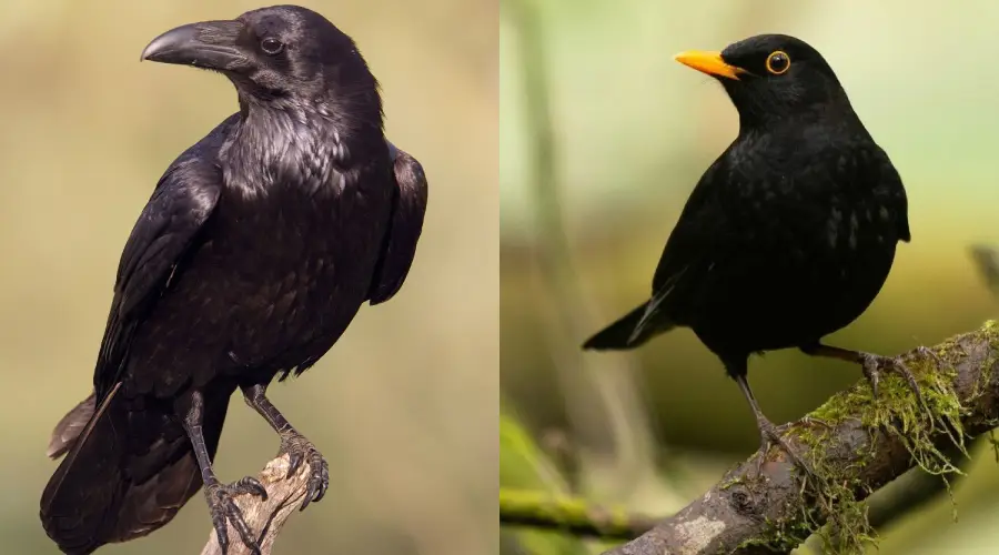Side-by-side image of two black birds: a raven with a thick beak on the left, and a blackbird with a slender beak and yellow eye-ring on the right, both perched on branches against blurred backgrounds.