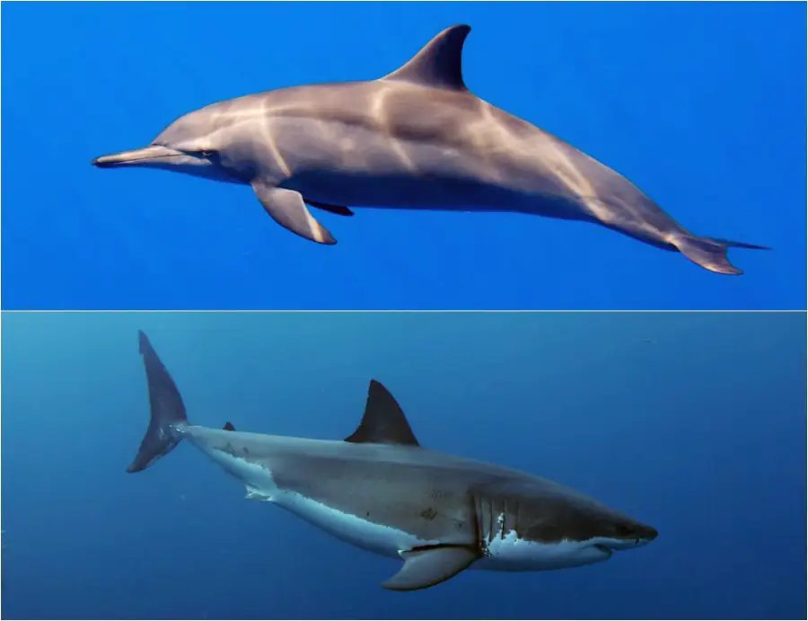 Split image: Top half shows a dolphin swimming in clear blue water; bottom half shows a great white shark swimming underwater, highlighting differences in body shape and appearance.
