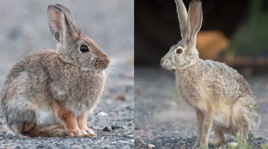 Side-by-side image of a rabbit (left) with short ears and a round body, and a hare (right) with long ears and legs, both sitting on rocky ground facing right.