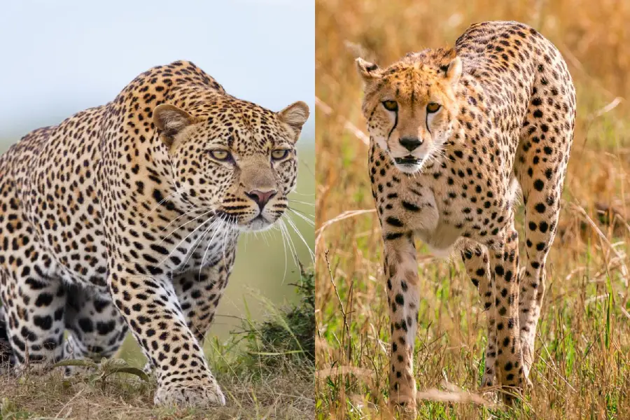 A split image showing a leopard on the left with a muscular build and rosette spots, and a cheetah on the right with a slender body, small head, and solid black spots, both in grassy environments.