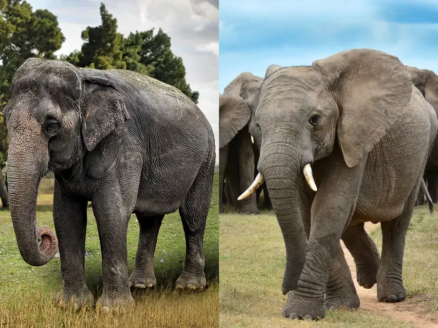 Split image showing an Asian elephant on the left with smaller ears and a rounded back, and an African elephant on the right with larger ears and visible tusks, both standing on grassy terrain.