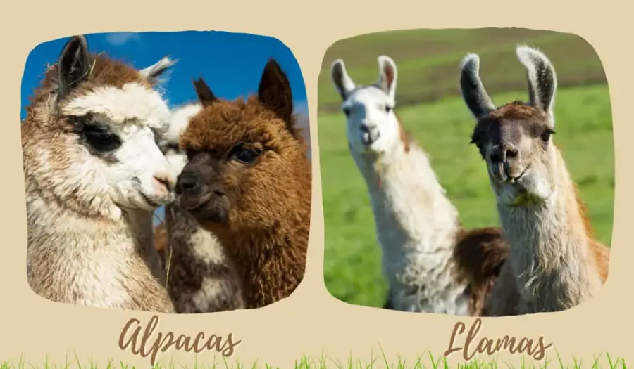 Two alpacas with fluffy coats on the left and two llamas with longer faces and upright ears on the right, both groups standing outdoors on grass with a blue or green background. Labels read "Alpacas" and "Llamas.