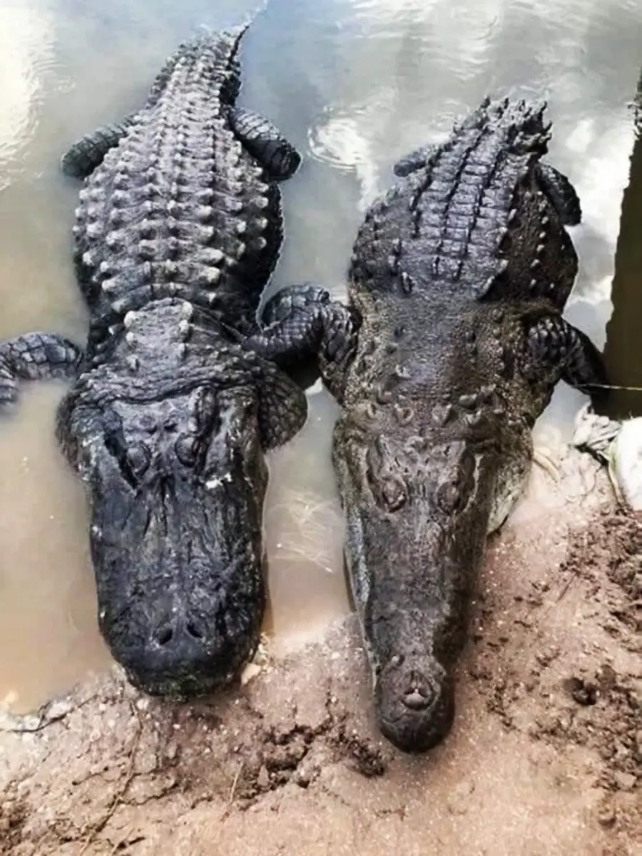 Two large alligators lie side by side at the edge of muddy water, partially submerged, with their heads and upper bodies visible above the surface.