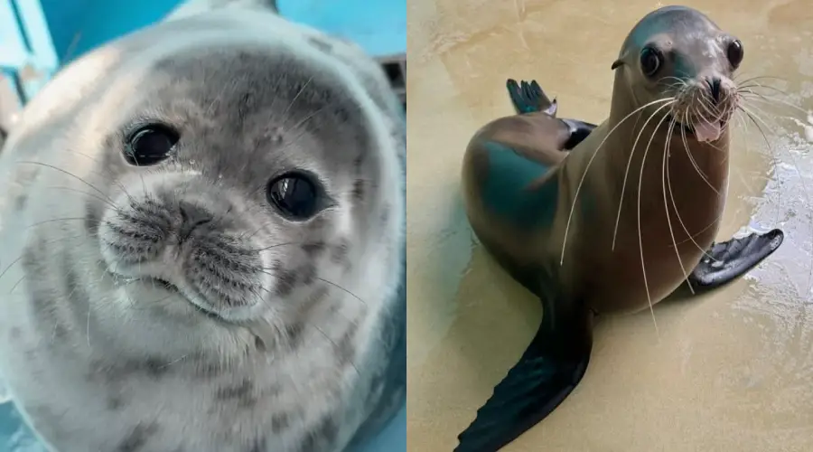 A side-by-side image of a round, spotted grey seal pup with big dark eyes on the left, and a sleek, shiny brown sea lion with long whiskers sitting on wet ground on the right.