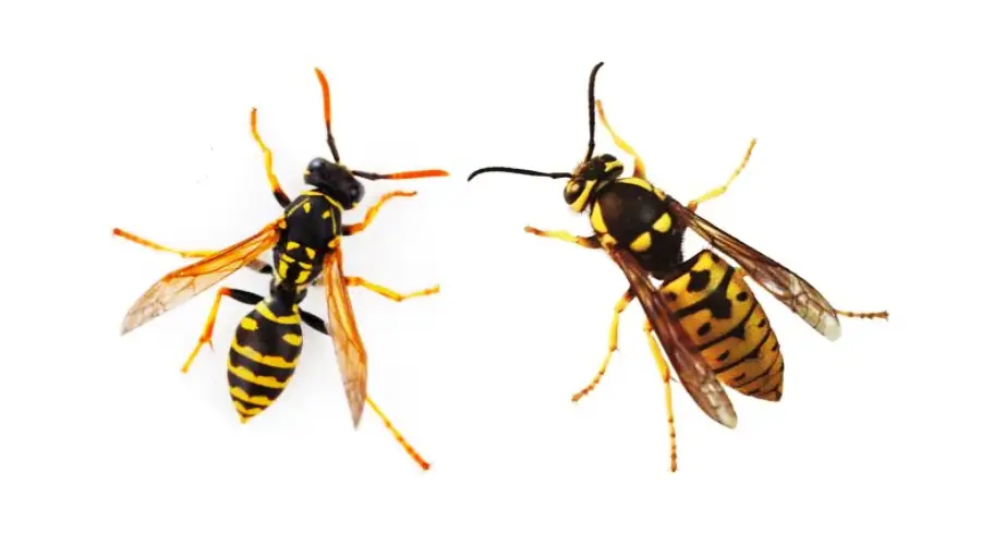 Two yellow and black striped insects, each with transparent wings, are shown on a white background. The insect on the left is slimmer, while the one on the right is slightly larger and more robust.