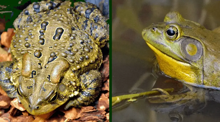 Split image showing two amphibians: on the left, a bumpy, olive-green toad sitting on brown leaves; on the right, a smooth-skinned, greenish-brown frog with a yellow throat, partially in water.