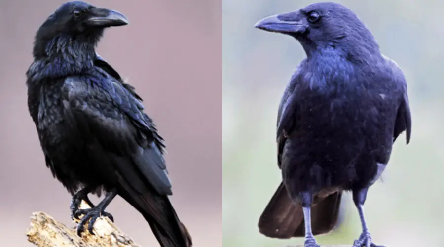Side-by-side images of a raven (left) and a crow (right), both black birds perched on branches, showing their differences in size, beak shape, and feather texture.