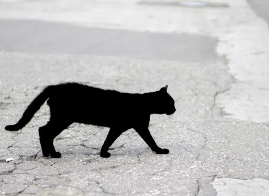 A black cat walks across a cracked, gray pavement, casting a faint shadow on the ground.