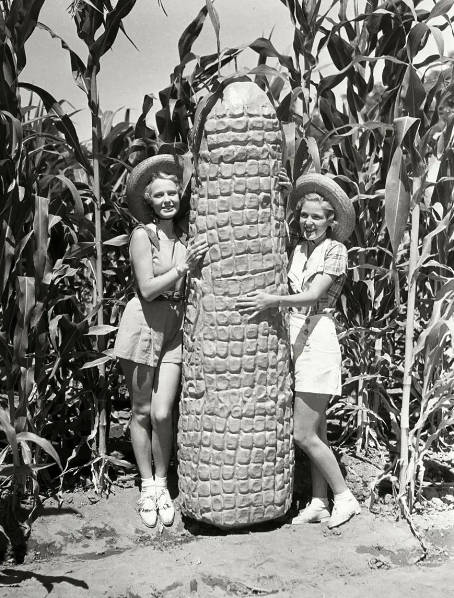 Two smiling women in shorts and straw hats stand in a cornfield, each with an arm around an oversized ear of corn that towers nearly as tall as they are.