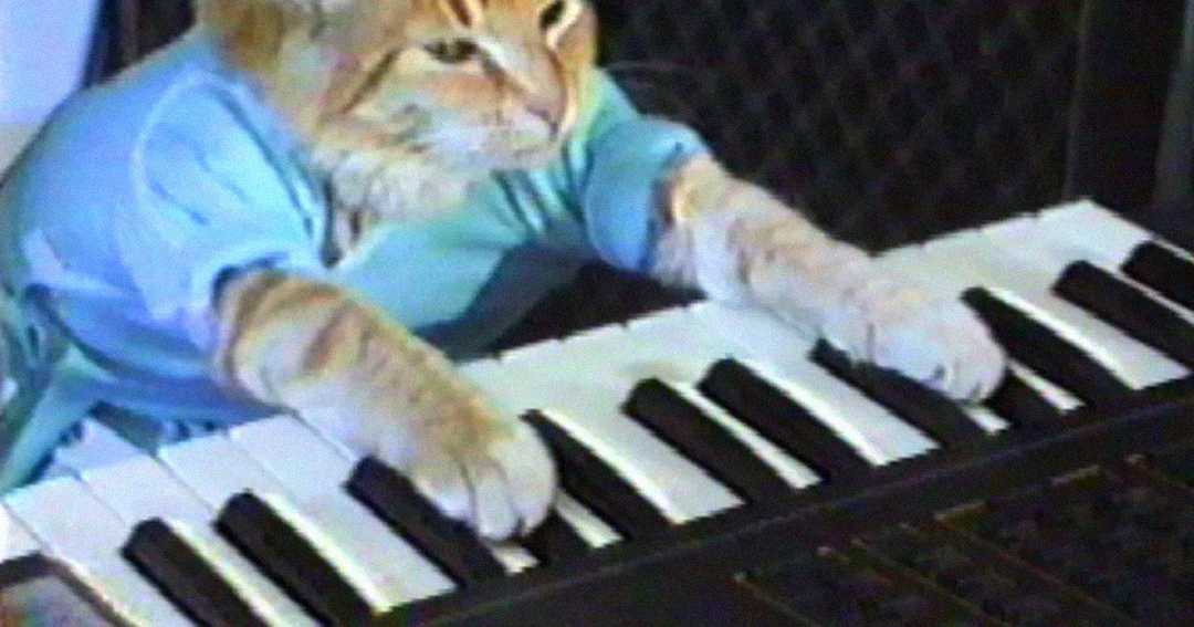 A cat wearing a blue shirt appears to play a keyboard piano with its front paws, looking focused.