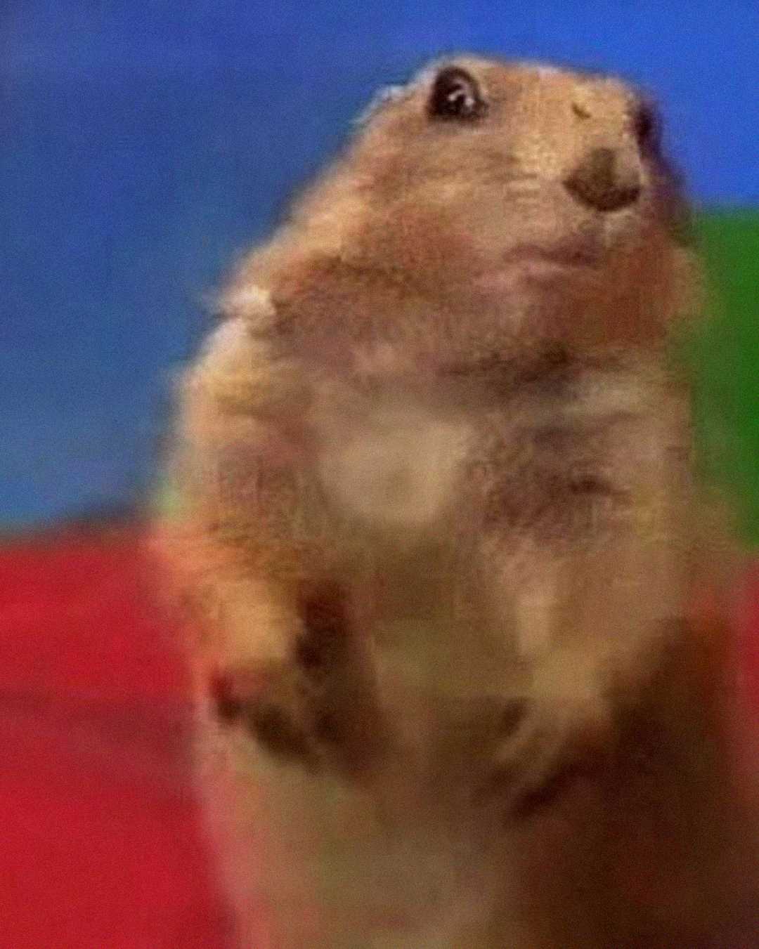 A prairie dog stands upright with a surprised expression, looking slightly to the side. The background is blurred with red, green, and blue colors.