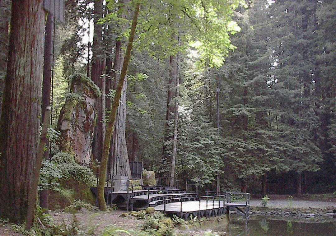 A wooden stage with steps and a railing sits beside a small pond, surrounded by tall redwood trees and dense forest vegetation in a peaceful outdoor setting.