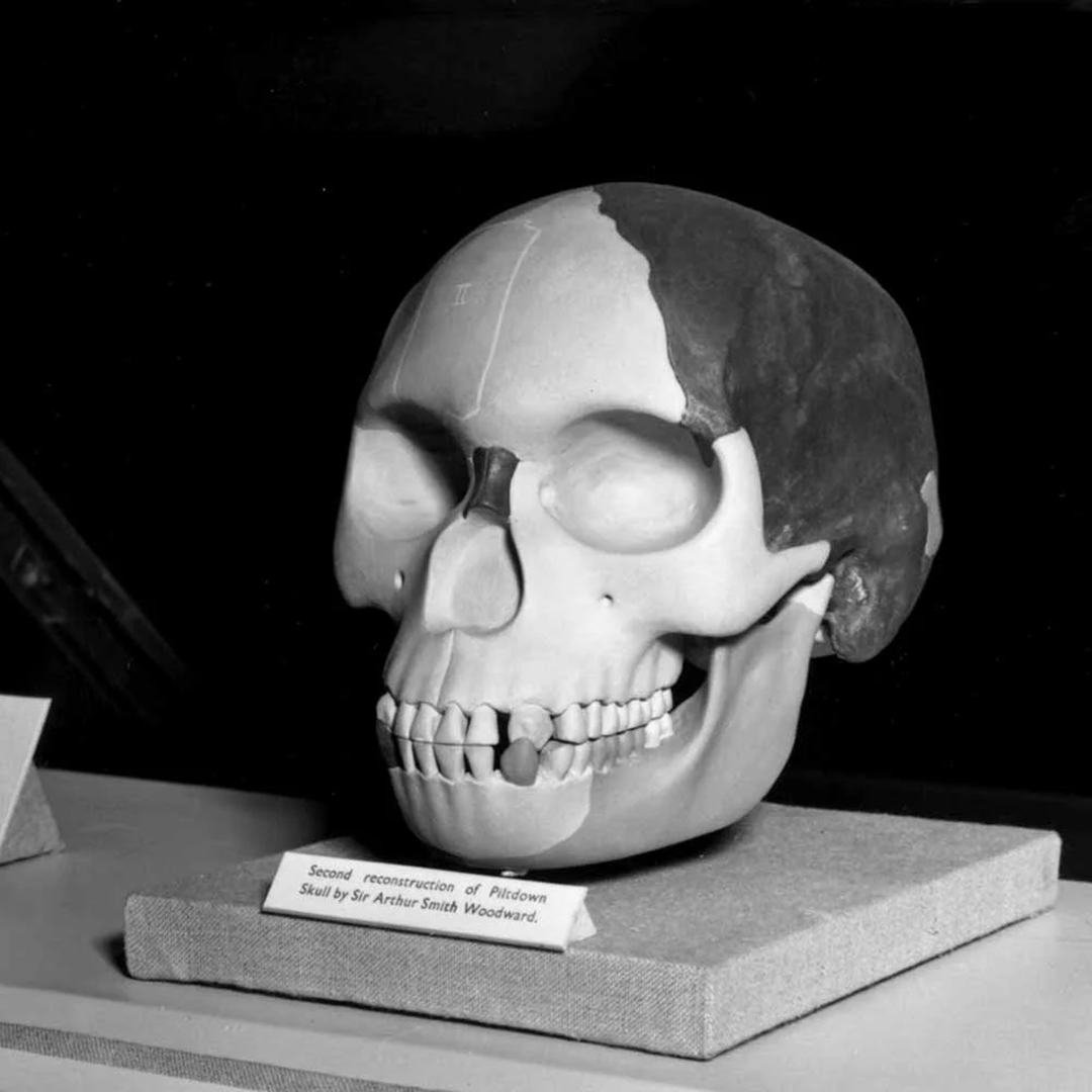 A reconstructed human skull model with missing and dark-colored sections, displayed on a stand with a label in front of it. Hoax.