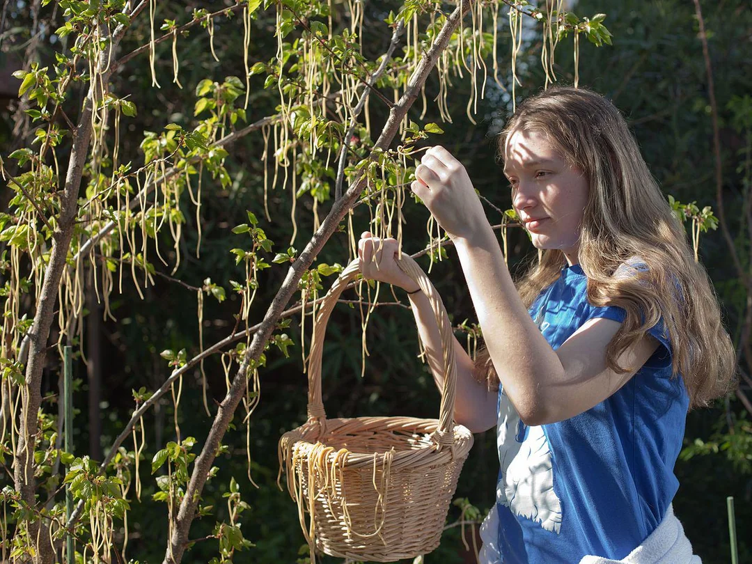 A woman in a blue shirt stands outdoors, holding a basket and picking strands of what appears to be spaghetti from a tree with green leaves, in bright sunlight.