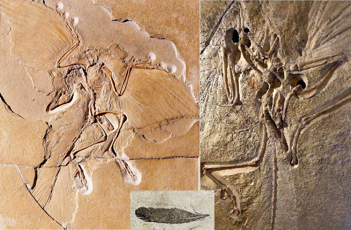 Fossil imprints of Archaeopteryx: left shows a full fossil with wings spread; right shows another fossil with partial skeleton; inset shows a detailed fossilized feather.