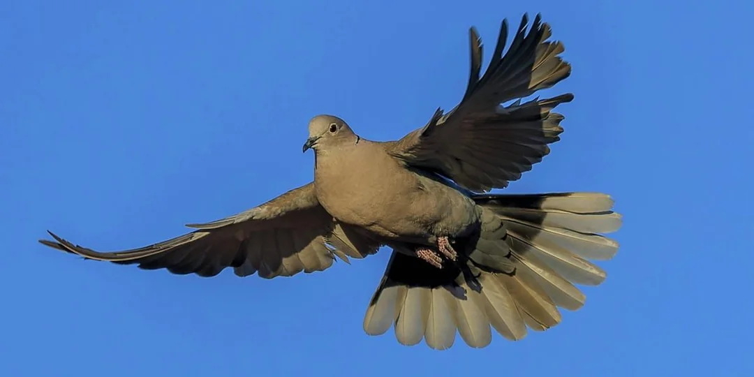 A dove with outstretched wings and fanned tail feathers flies against a clear blue sky.